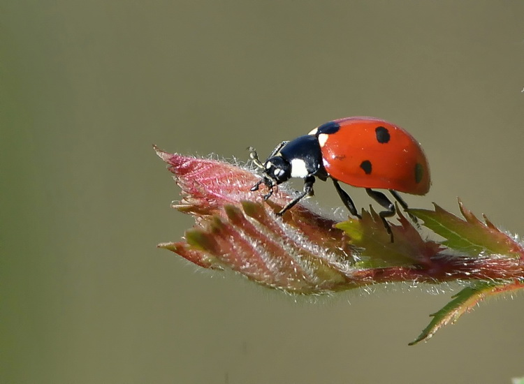 Coccinella settepuntata